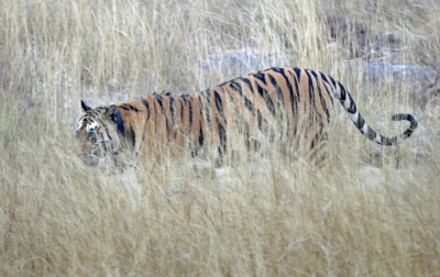 Tiger Stalking (w)
